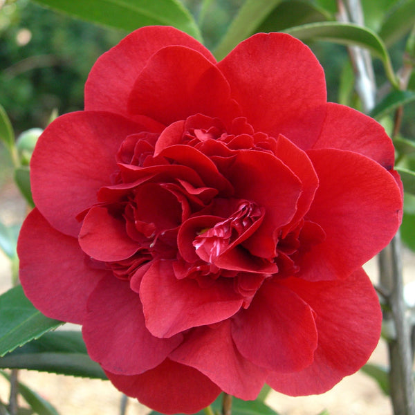 Camellia japonica 'Double Red'