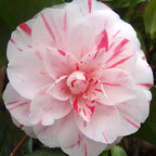 Camellia japonica 'Contessa Lavinia Maggi' (Bicolor) - floarea dubla (rezistenta la inghet)