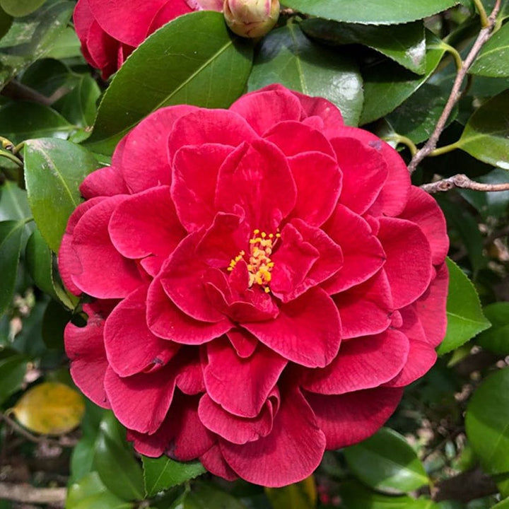 Camellia japonica 'Tom Knudsen'