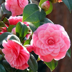Camellia japonica 'Mrs. Tingley'
