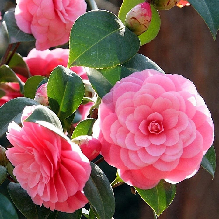 Camellia japonica 'Mrs. Tingley'