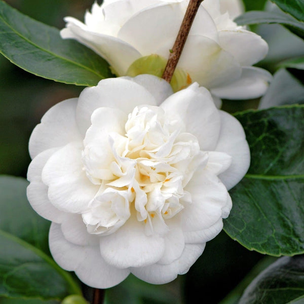 Camellia japonica 'Double White' (Nobilissima)