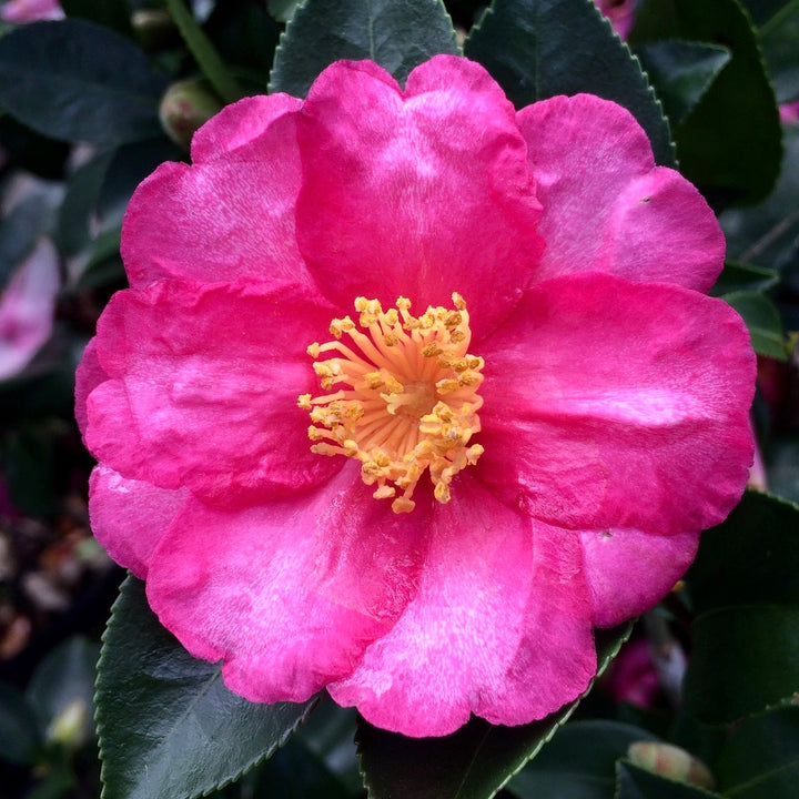 Camellia sasanqua 'Autumn Festival'