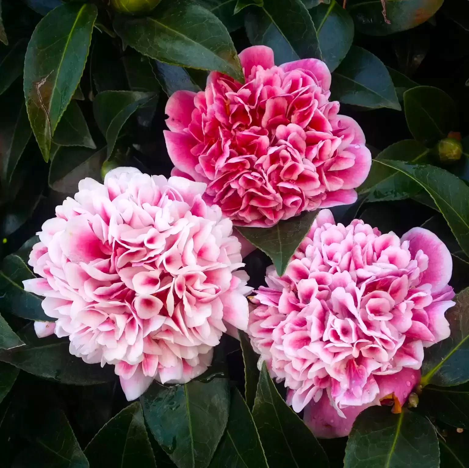 Camellia japonica 'Volunteer'