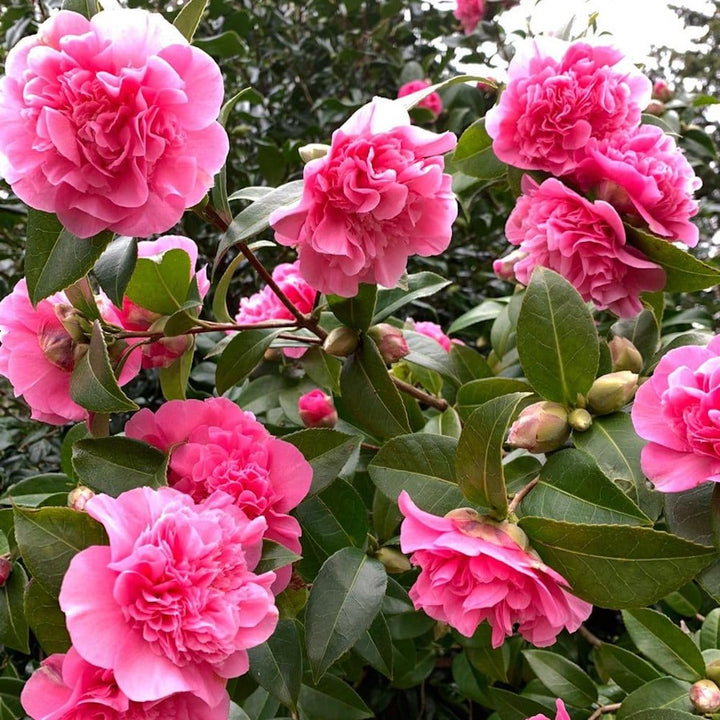 Camellia williamsii 'Debbie'