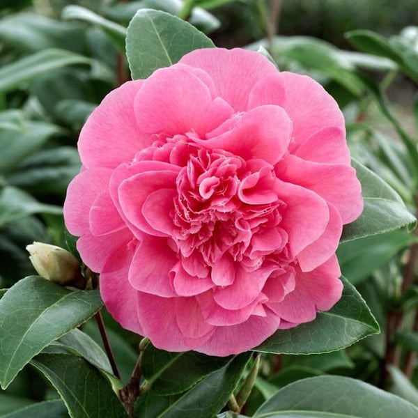 Camellia williamsii 'Debbie'