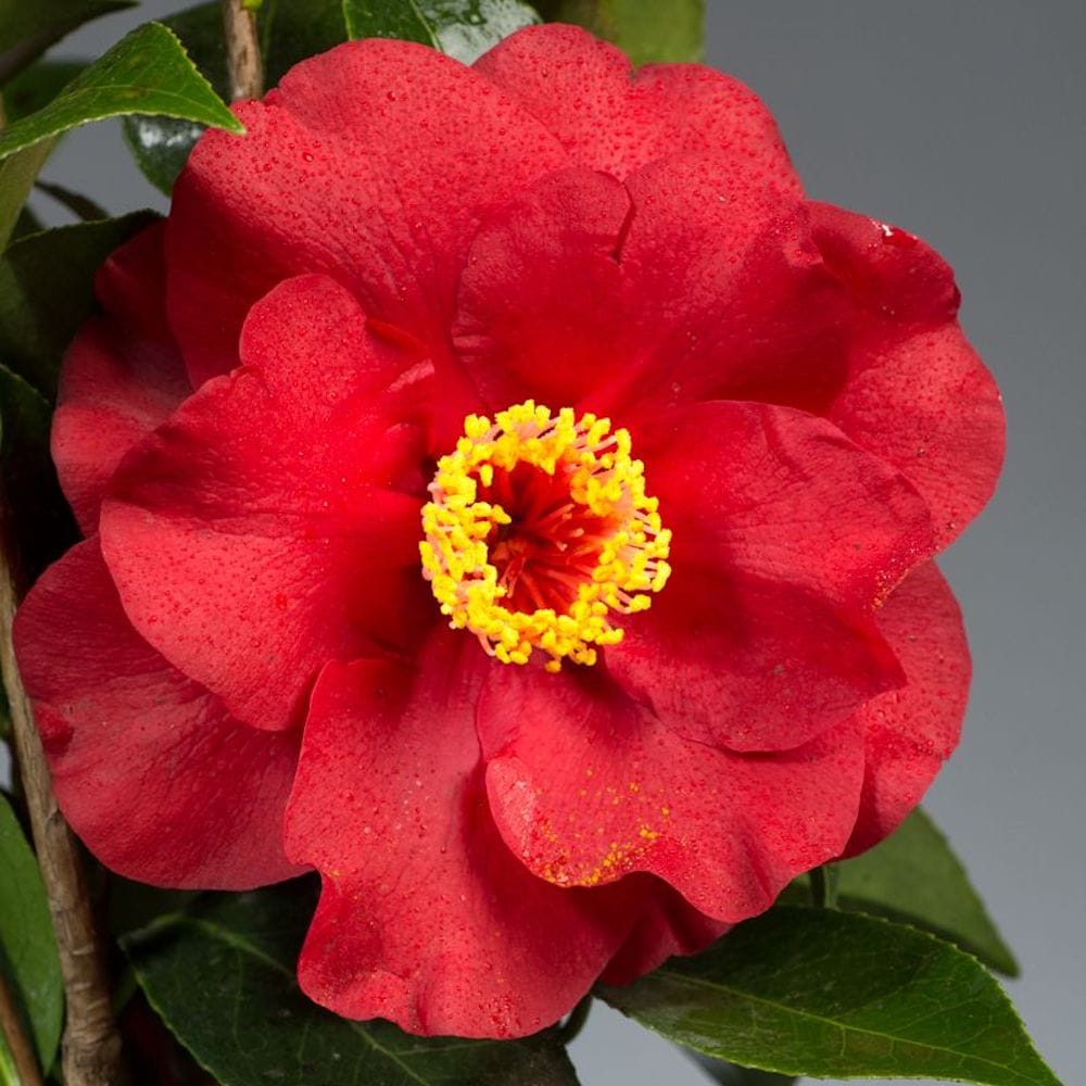 Camellia japonica 'Bob Hope'