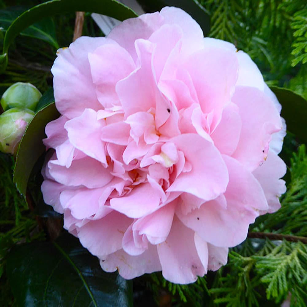 Flora Ria Red Roz Camellia japonica 'King's Ramson' * floarea dubla roz (rezistenta la i ...