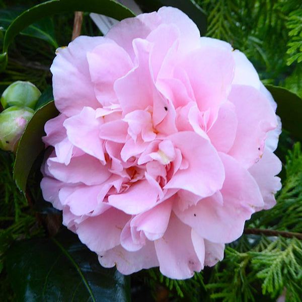 Camellia japonica 'King's Ramson'