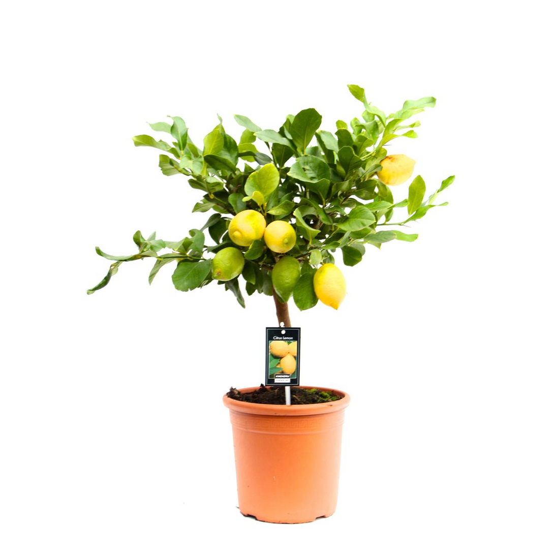 Lamai pe picior - Citrus lemon H60 cm