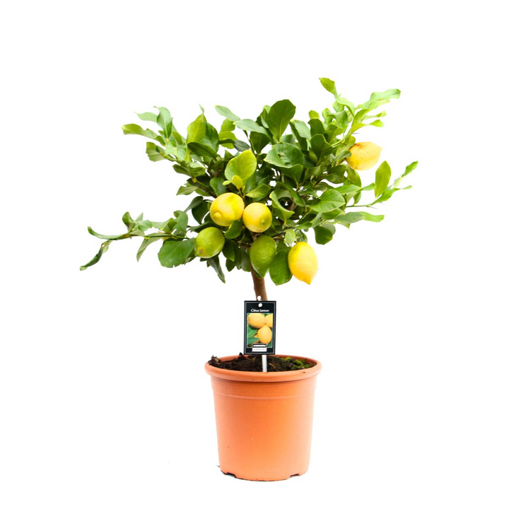 Citrus limon 'Cappuccio'