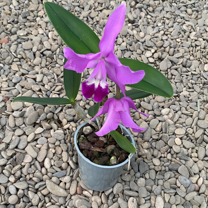 Cattleya-Mischung Holland