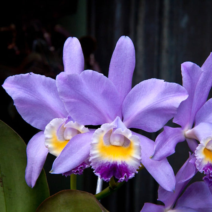 Cattleya Valentine 'Billy's Blue'