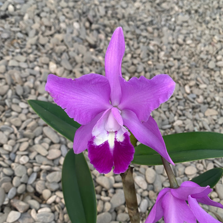 Cattleya-Mischung Holland