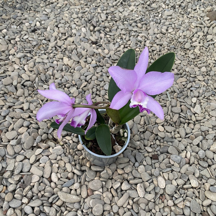 Cattleya-Mischung Holland