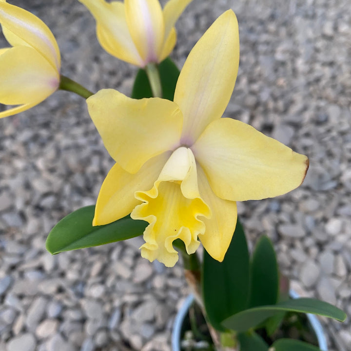 Cattleya-Mischung Holland