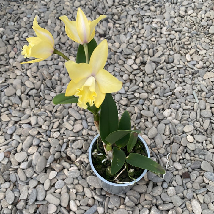 Cattleya-Mischung Holland