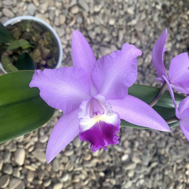 Cattleya-Mischung Holland