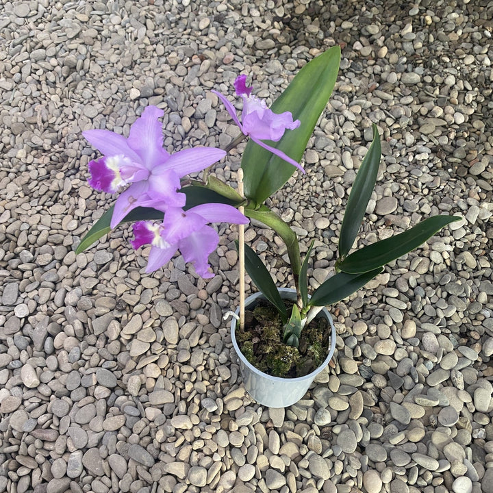 Cattleya-Mischung Holland