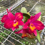 Cattleya Hawaiian Splash 'Lea' BM/JOGA