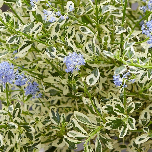 Liliac californian - Ceanothus impressus 'Cool Blue' (variegata)