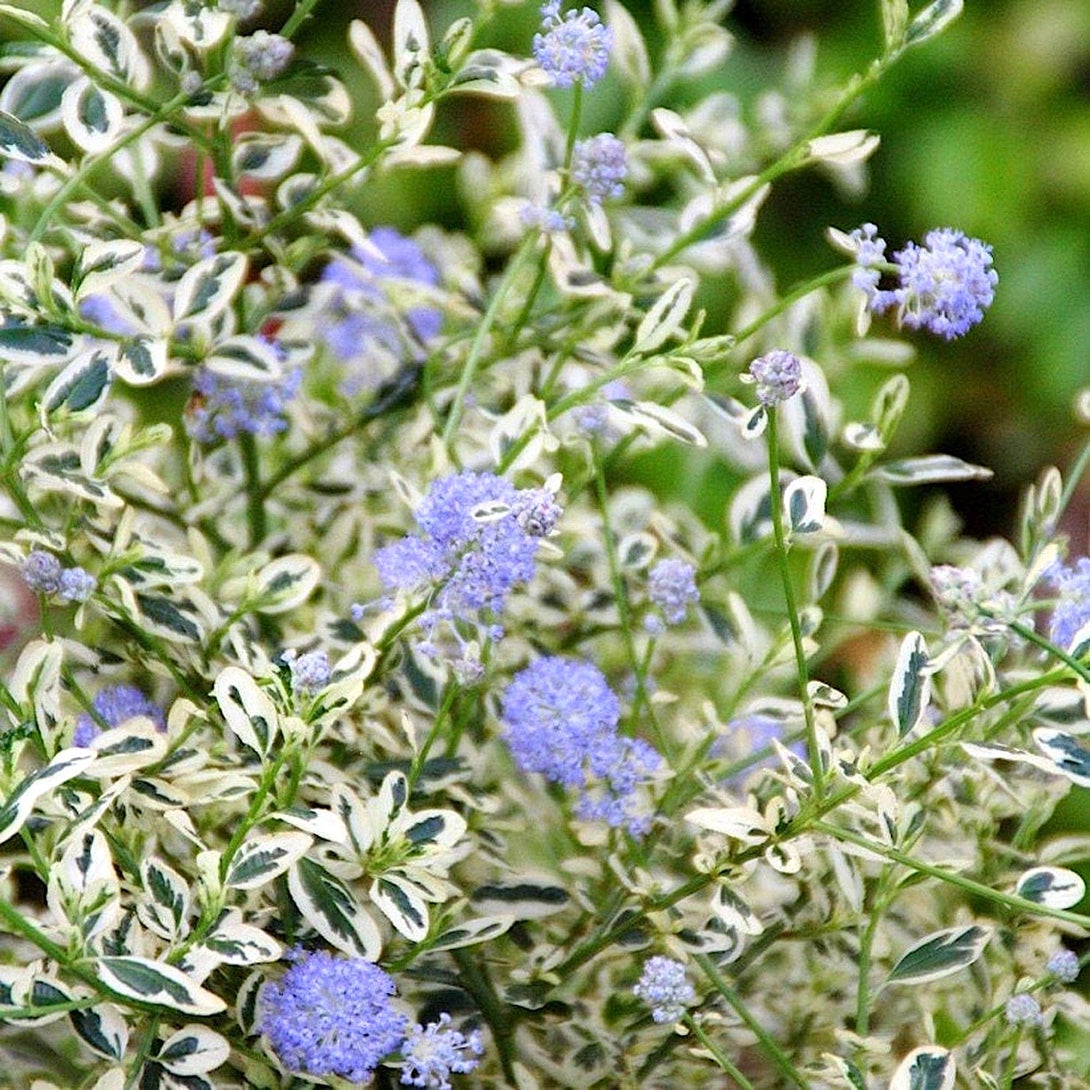 Liliac californian - Ceanothus impressus 'Cool Blue' (variegata)