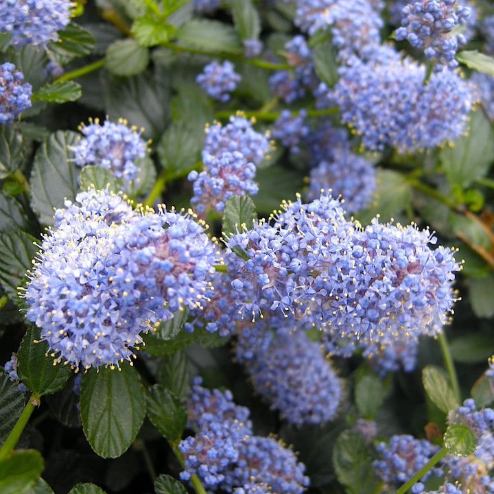 Ceanothus thyrsiflorus var. repens