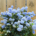 Ceanothus thyrsiflorus var. repens