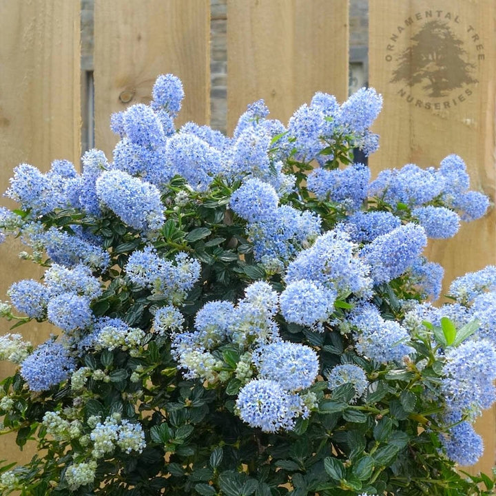 Ceanothus thyrsiflorus var. repens