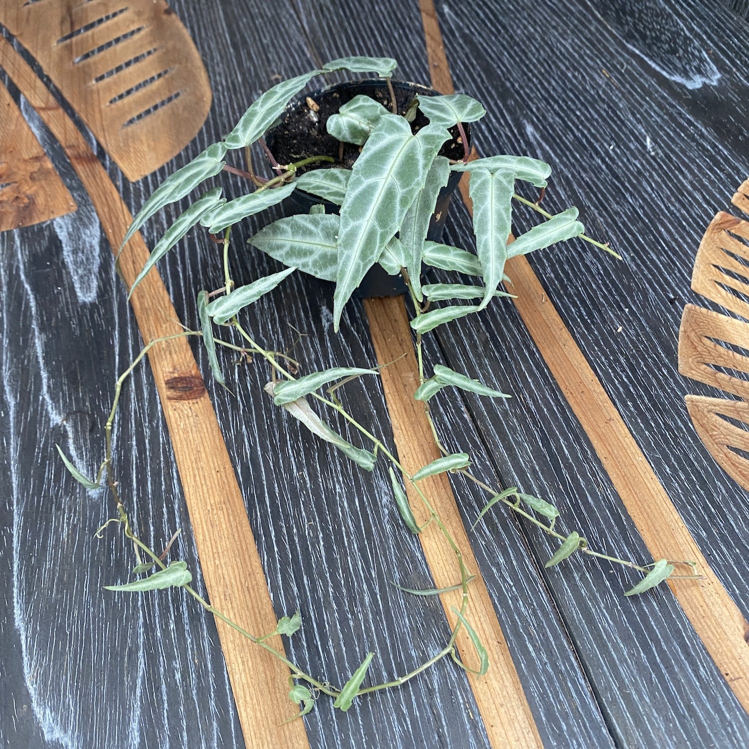 Parthenocissus Amazonica ( Amazon Jungle Vine) - 3 plante/ghiveci