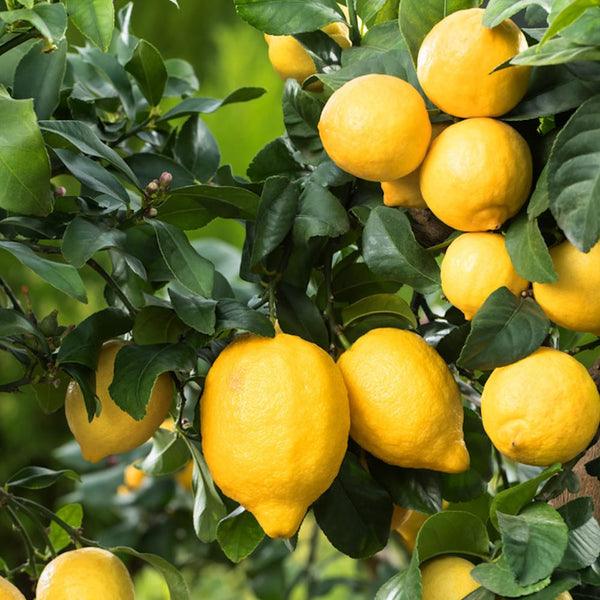 Lamai in ghiveci - Citrus limon