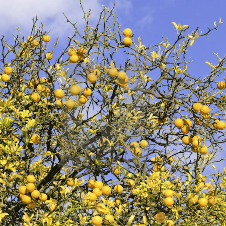 Citrus trifoliata (Poncirus Trifoliata)