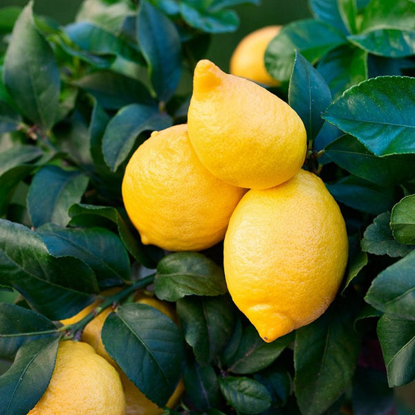 Citrus limon 'Cappuccio'