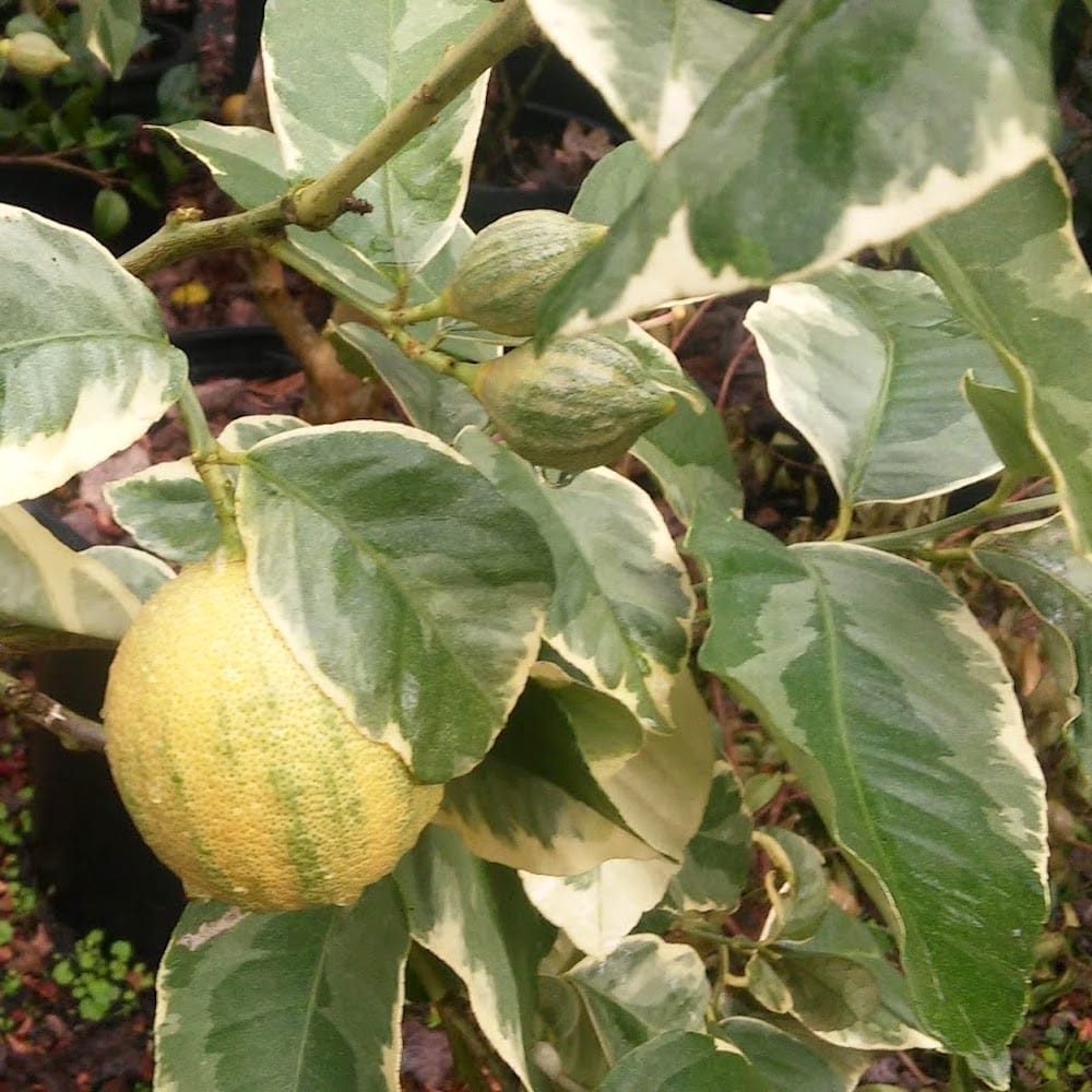 Lamai Meyer cu frunze si fructe variegate - Citrus 'Meyer Variegata'