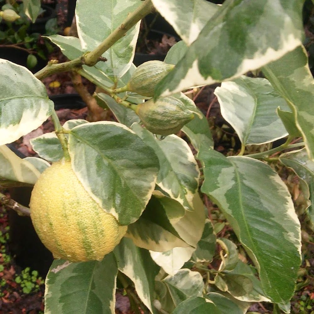 citrus variegata Meyer Lemon with Variegated Leaves and Fruits