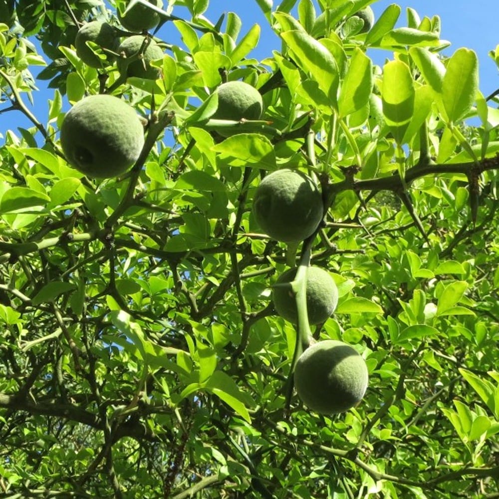 Citrus trifoliata (Poncirus Trifoliata)
