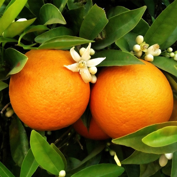 Citrus sinensis Fructicos (portocal altoit)