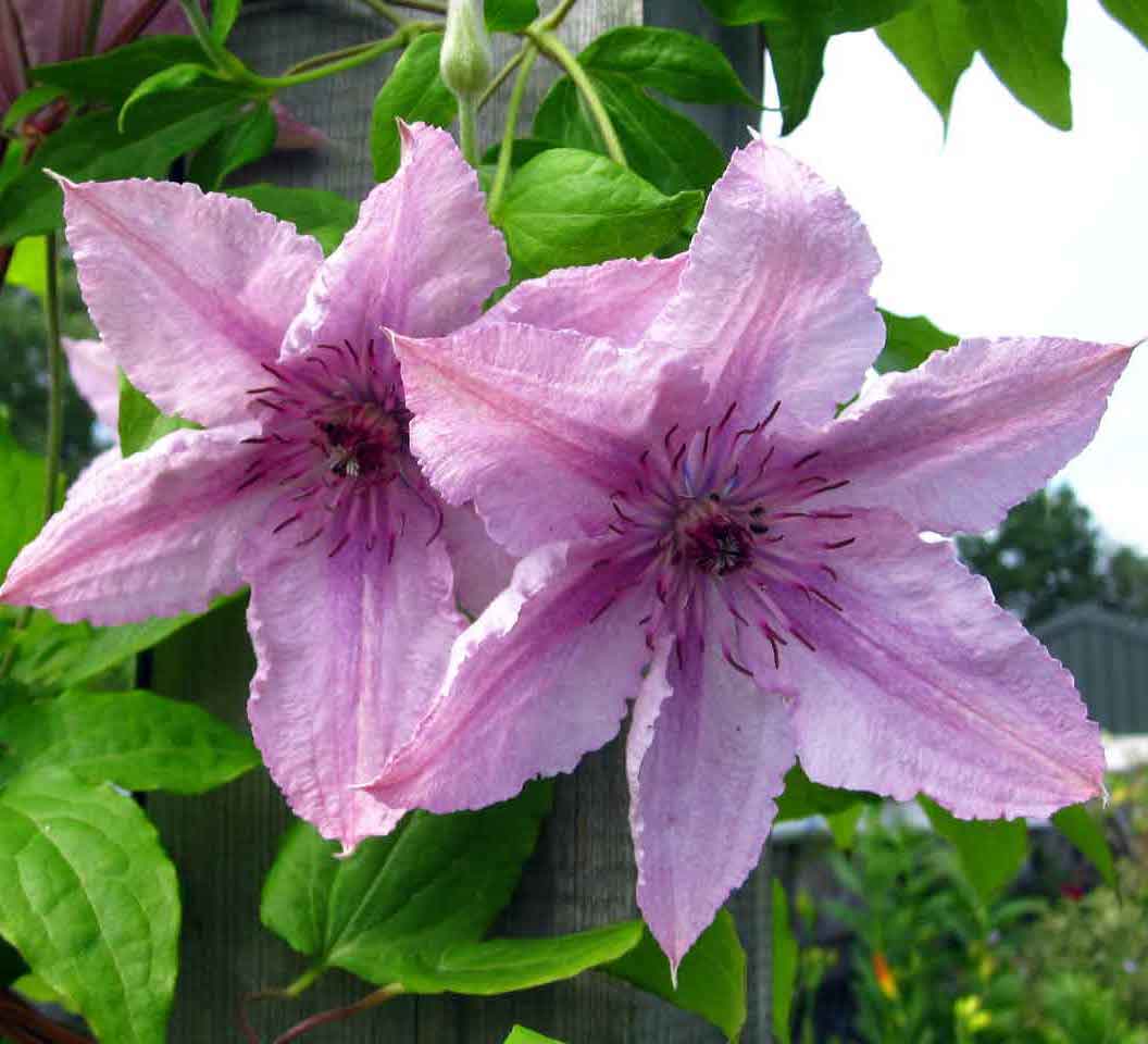 Clematis 'Hagley Hybrid'