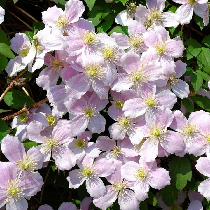 Clematis montana 'Fragrant Spring'