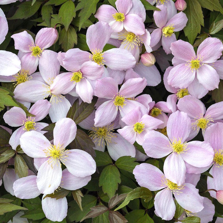 Clematis montana var. rubens