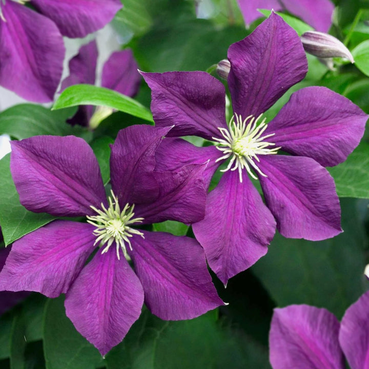 Clematis viticella 'Polish Spirit'