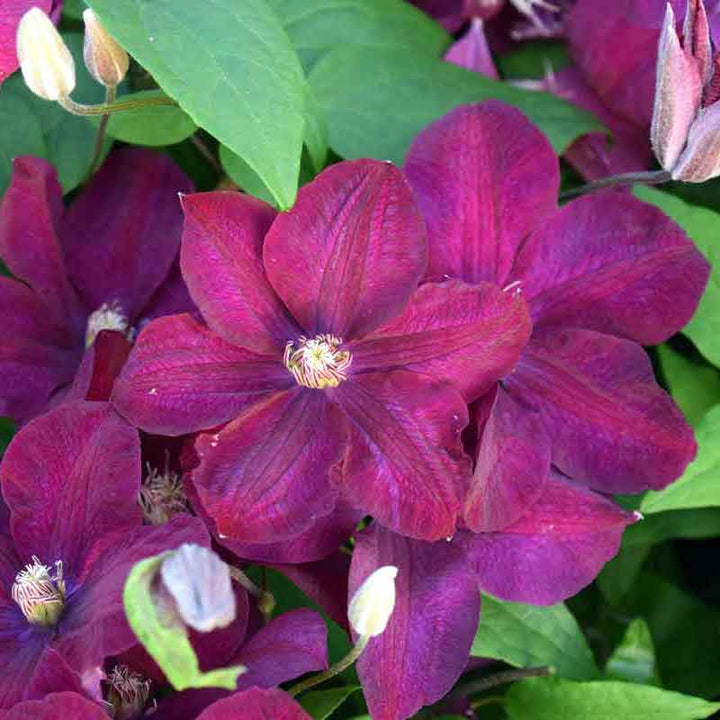 Clematis 'Rouge Cardinal'