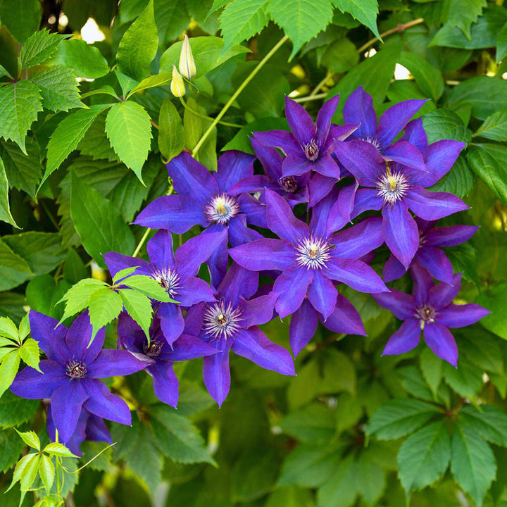 Clematis 'The President'