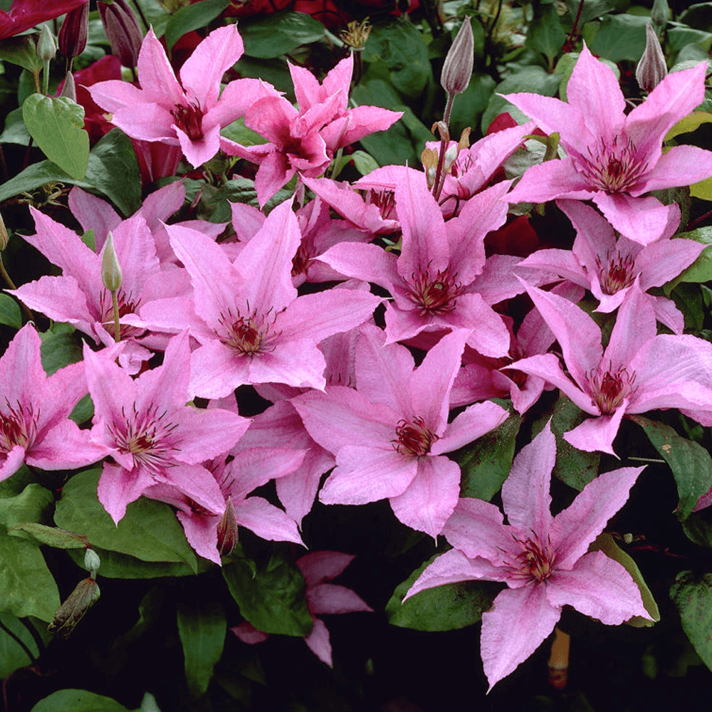 Clematis - Clematis 'Hagley (XL flowers) – Floraria Secret Garden (SG)