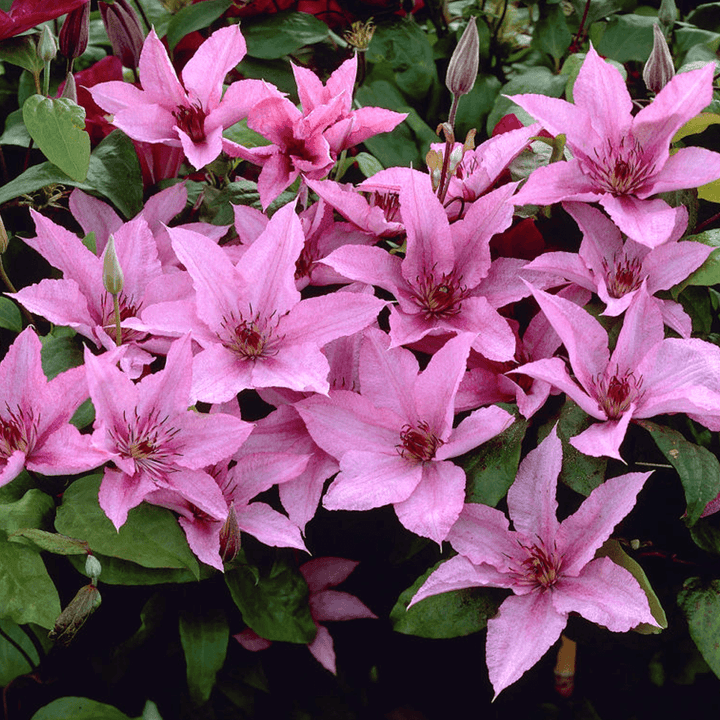 Clematis 'Hagley Hybrid'