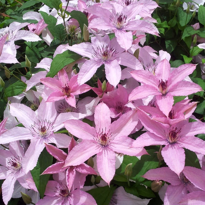 Clematis 'Hagley Hybrid'