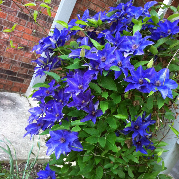 Clematis 'The President'