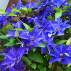 Clematis 'The President'