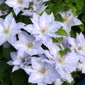 Clematis 'Tranquilite' (Evipo111) cu floarea XL