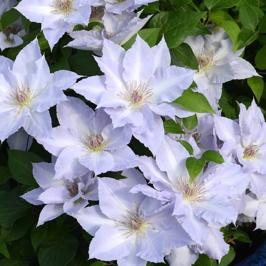 Clematis 'Tranquilite' (Evipo111) cu floarea XL